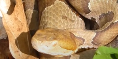 Dayton snake